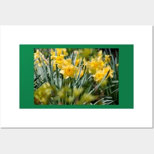 Daffodils Posters and Art